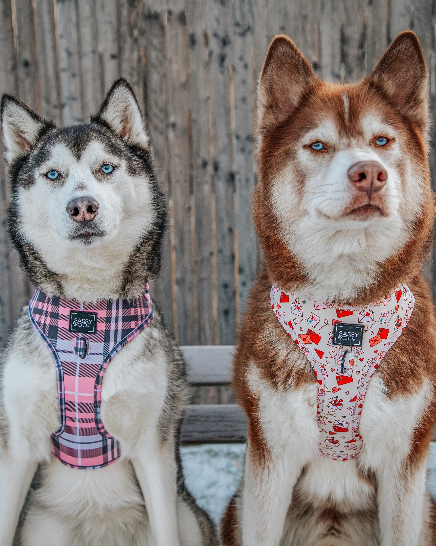 Dog Adjustable Harness - P.S. I Woof You