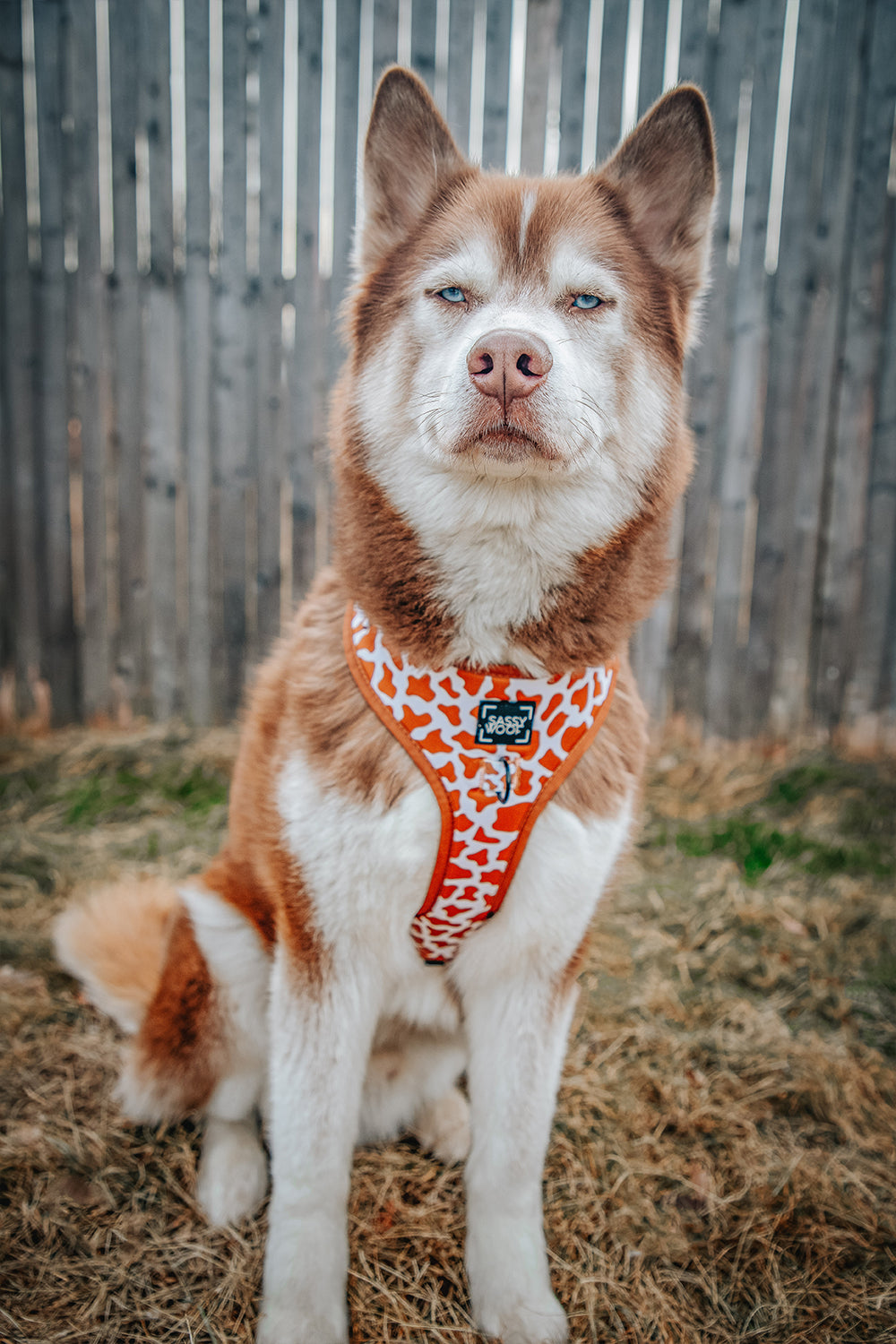 Dog Adjustable Harness - Chocolate Milk