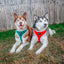 Dog Adjustable Harness - Nice