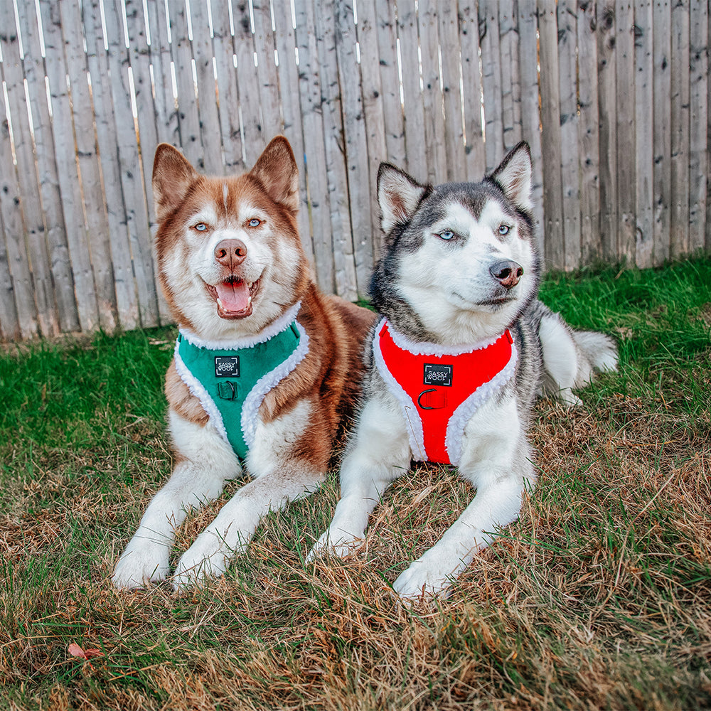 Dog Adjustable Harness - Nice