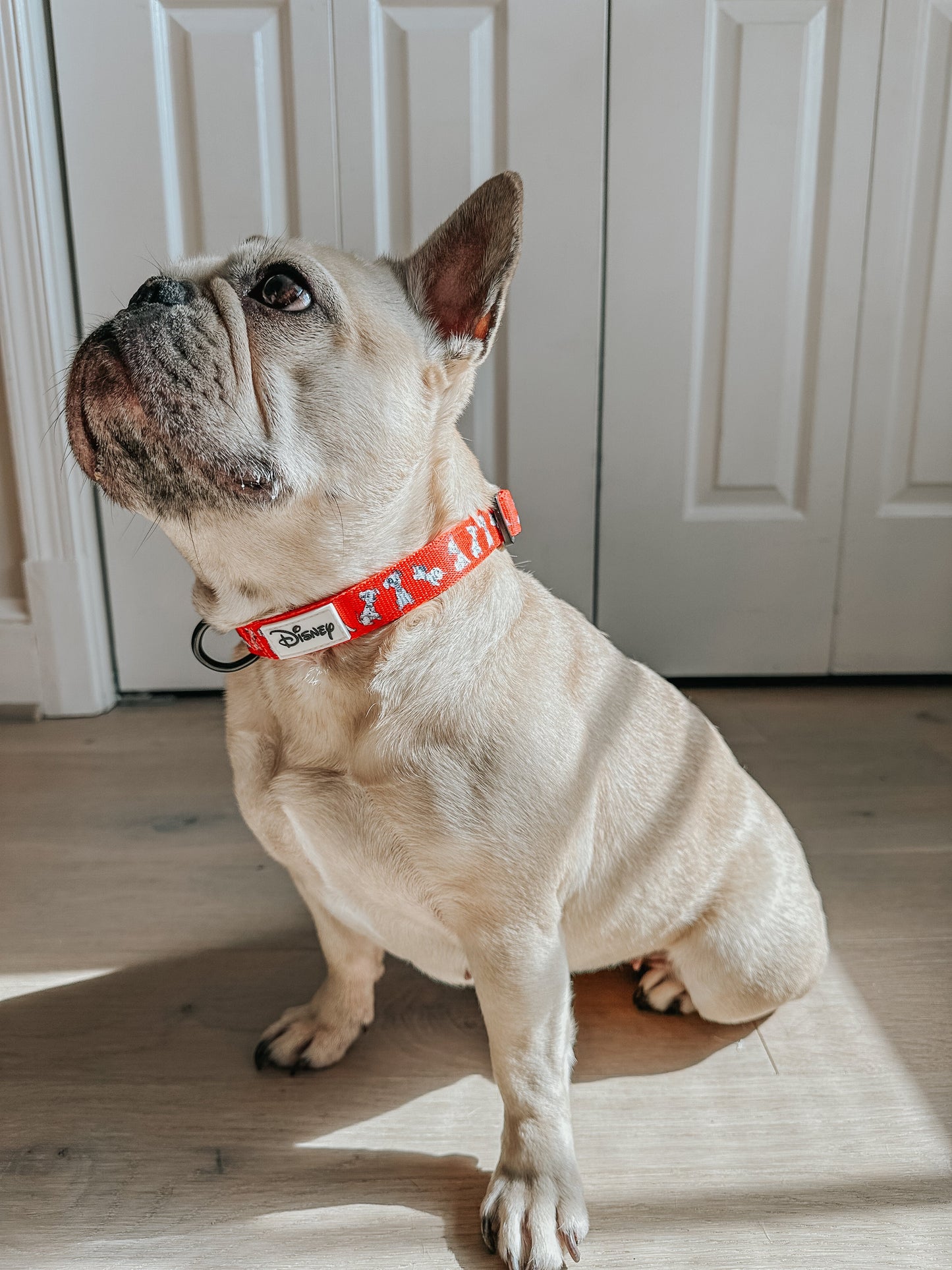 Dog Collar - Disney's 101 Dalmatians
