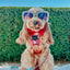 Dog Leash - Beach Bod