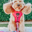 Dog Reversible Harness - Floral Frenzy