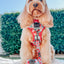 Dog Reversible Harness - Floral Frenzy