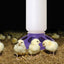 Little Giant 1 Quart Chicken Feeder & Waterer – Plastic Screw-On Jar & Base (Sold Separately)