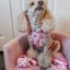 Dog Collar - Care Bears™ Cheer Bear
