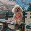 Dog Adjustable Harness - Western Barbie™