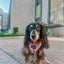 Dog Adjustable Harness - Out of Office