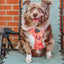 Dog Step-in Harness - Summer Sorbet