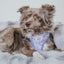 Dog Adjustable Harness - Kuromi™