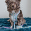 Dog Leash - Care Bears™ Care-a-Lot
