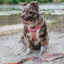 Dog Leash - Beach Bod