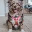 Dog Adjustable Harness - Bikini Bod
