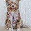 Dog Leash - Hello Kitty® & Friends Flower Festival