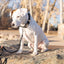 Pro Line Leather Hunting Dog Leash
