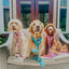 Dog Step-in Harness - Good Vibes