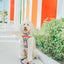 Dog Adjustable Harness - Love You Fur You