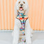 Dog Leash - Love You Fur You