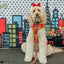 Dog Adjustable Harness - Wonder Woman™