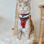 Cat Collar - Deck the Paws