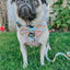 Dog Adjustable Harness - Good Duck, Babe!
