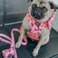 Dog Leash - Mykonos