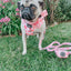 Dog Leash - Mykonos