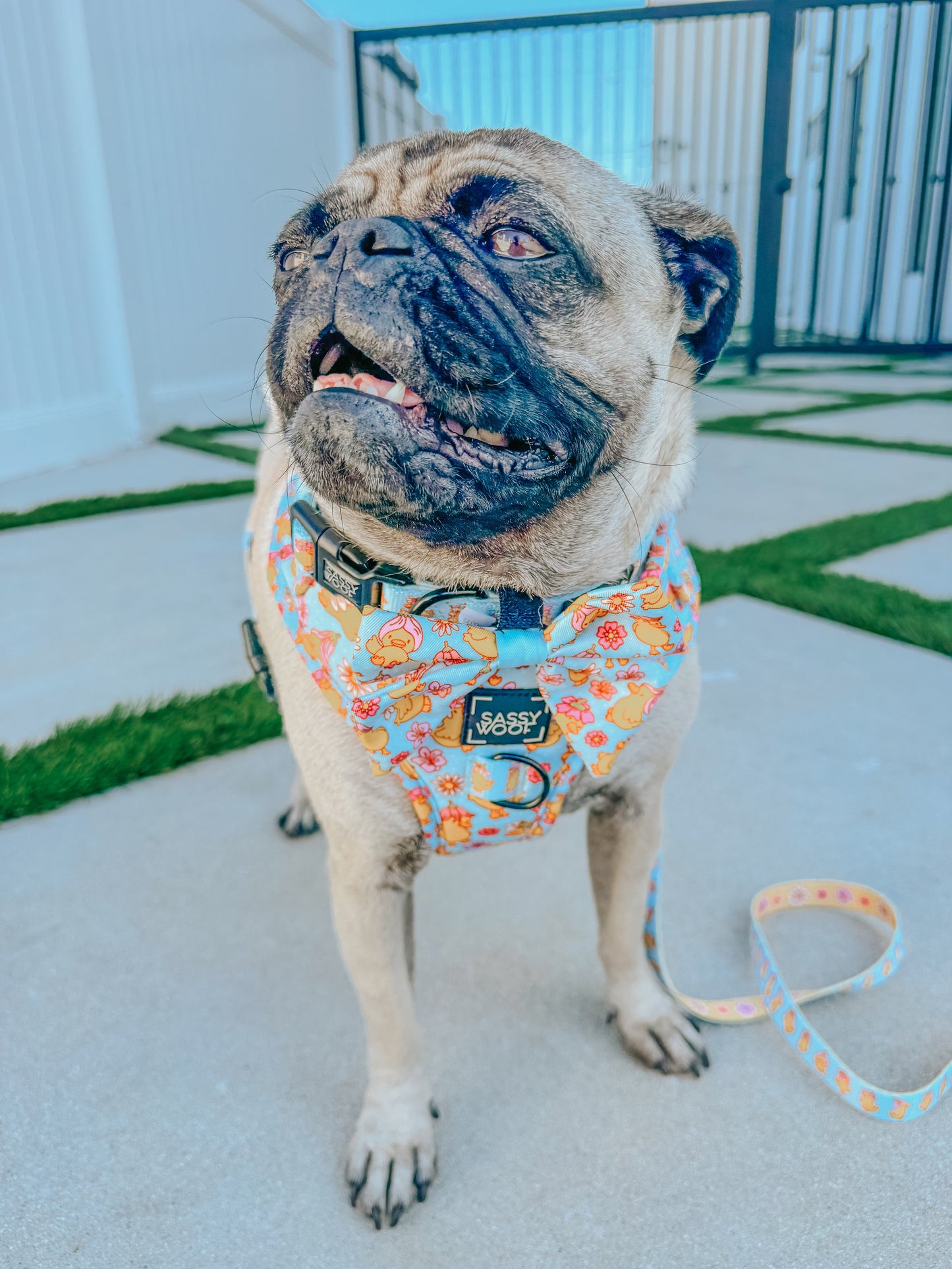 Dog Collar - Good Duck, Babe!