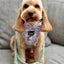 Dog Rope Leash - Mint to Be