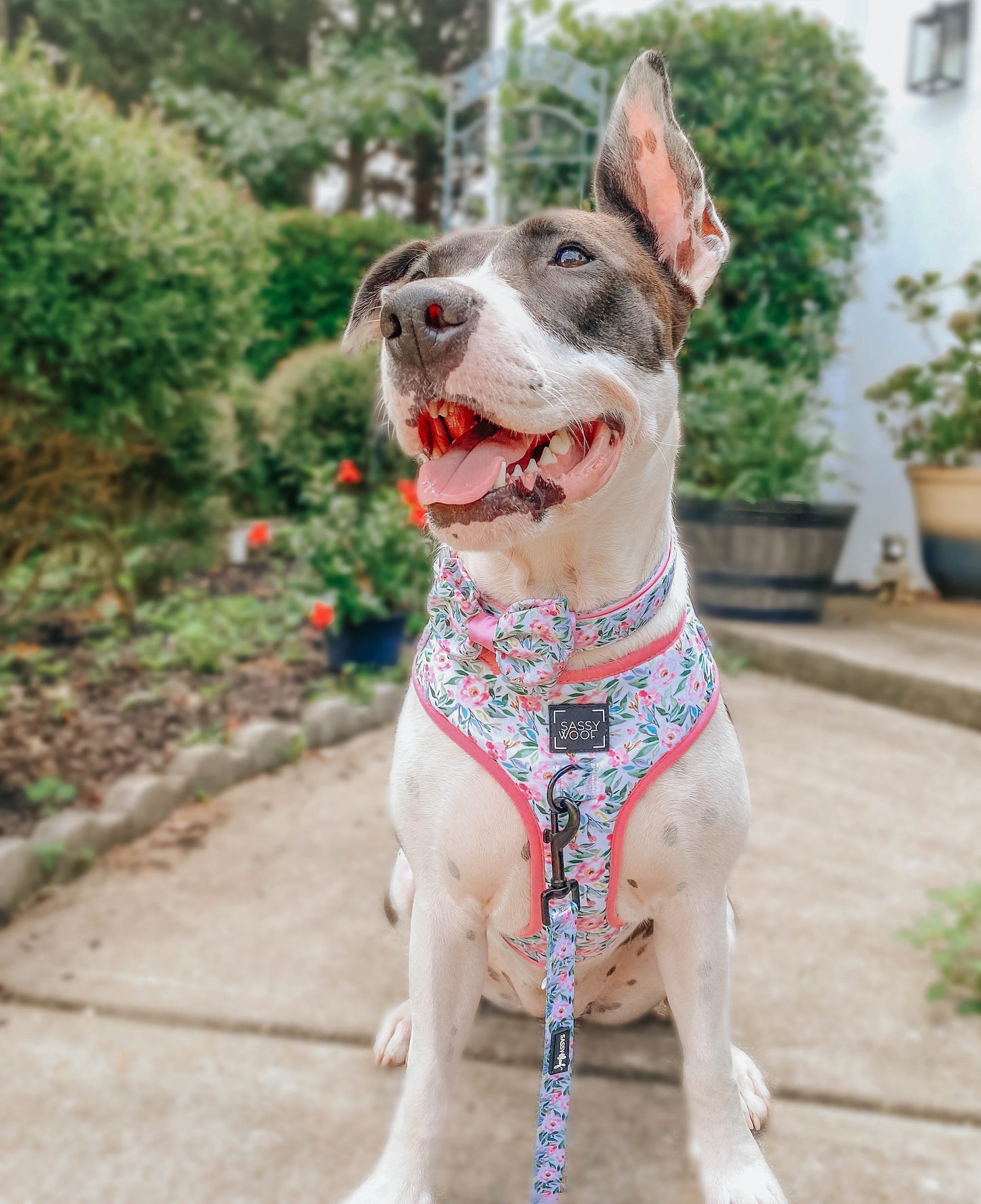 Dog Adjustable Harness - Magnolia