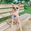 Dog Adjustable Harness - Magnolia