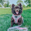 Dog Adjustable Harness - Magnolia