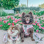 Dog Leash - Magnolia