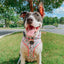 Dog Collar - Magnolia
