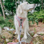 Dog Adjustable Harness - Magnolia