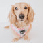 Dog Adjustable Harness - Magnolia