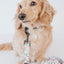 Dog Collar - Magnolia