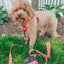 Dog Step-in Harness - Summer Sorbet