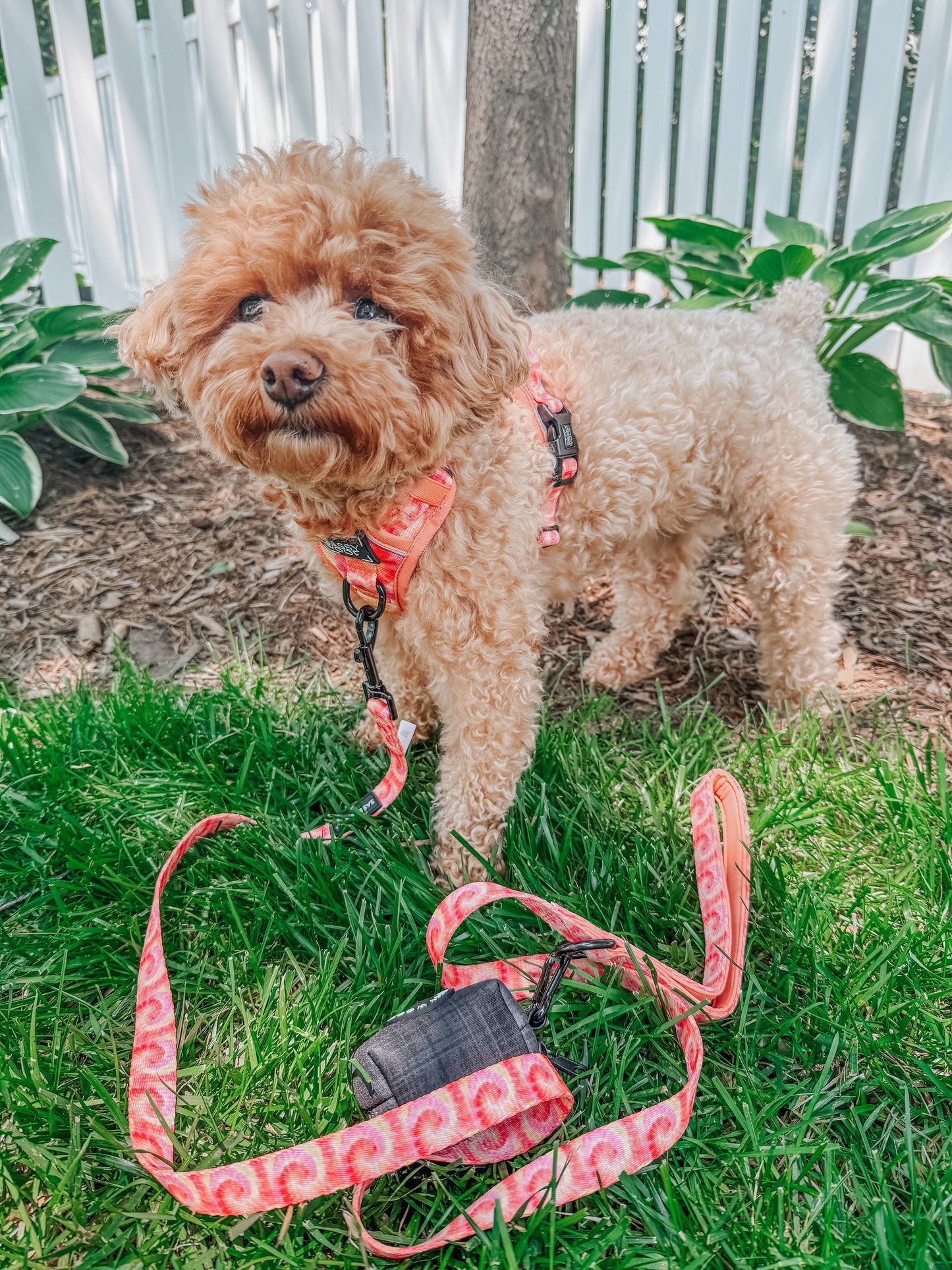 Dog Step-in Harness - Summer Sorbet