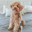 Dog Collar - Good Duck, Babe!