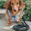 Dog Rope Leash - Noir