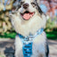 Dog Adjustable Harness - Mama's Boy