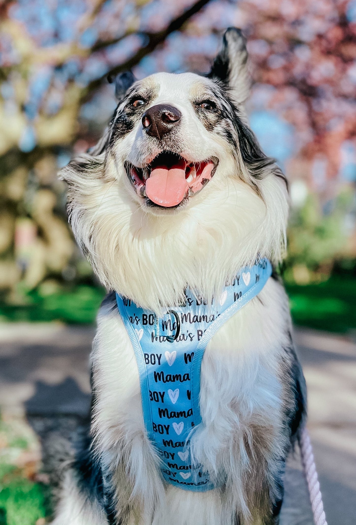 Dog Adjustable Harness - Mama's Boy