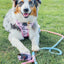 Dog Rope Leash - Romance