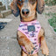 Dog Adjustable Harness - Mama's Girl