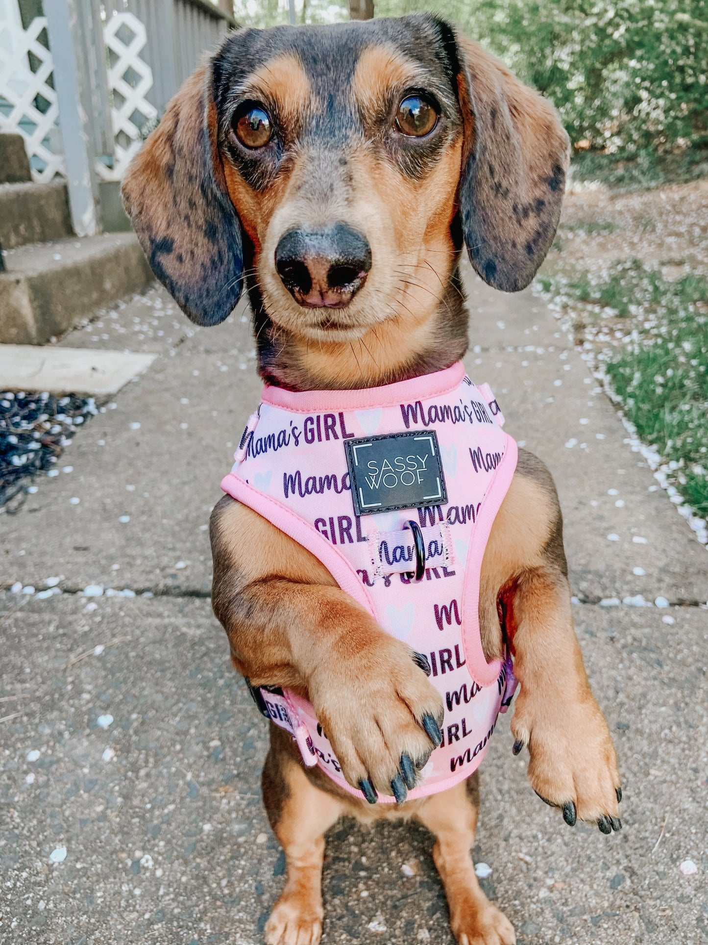 Dog Adjustable Harness - Mama's Girl