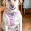 Dog Adjustable Harness - Mama's Girl
