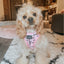 Dog Adjustable Harness - Mama's Girl