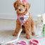 Dog Rope Leash - Ombre Pink