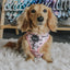 Dog Adjustable Harness - Mama's Girl